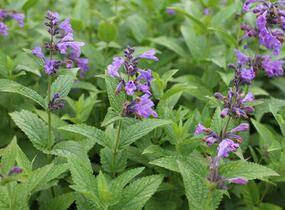 Šanta 'Weinheim Big Blue' - Nepeta 'Weinheim Big Blue'