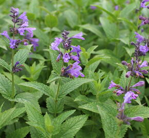 Šanta 'Weinheim Big Blue' - Nepeta 'Weinheim Big Blue'