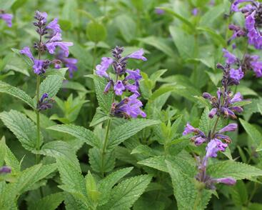 Šanta 'Weinheim Big Blue'