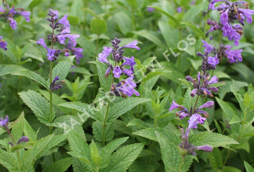 Šanta 'Weinheim Big Blue' - Nepeta 'Weinheim Big Blue'