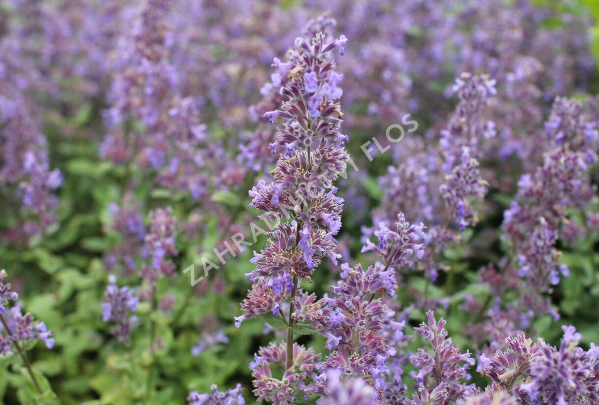 Šanta velkokvětá 'Summer Magic' - Nepeta grandiflora 'Summer Magic'
