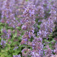 Šanta velkokvětá 'Summer Magic' - Nepeta grandiflora 'Summer Magic'