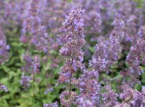 Šanta velkokvětá 'Summer Magic' - Nepeta grandiflora 'Summer Magic'
