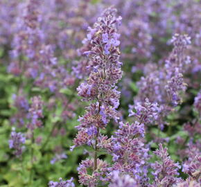 Šanta 'Summer Magic' - Nepeta grandiflora 'Summer Magic'