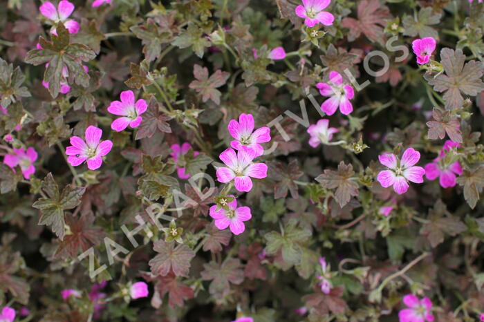 Kakost 'Orkney Cherry' - Geranium 'Orkney Cherry'