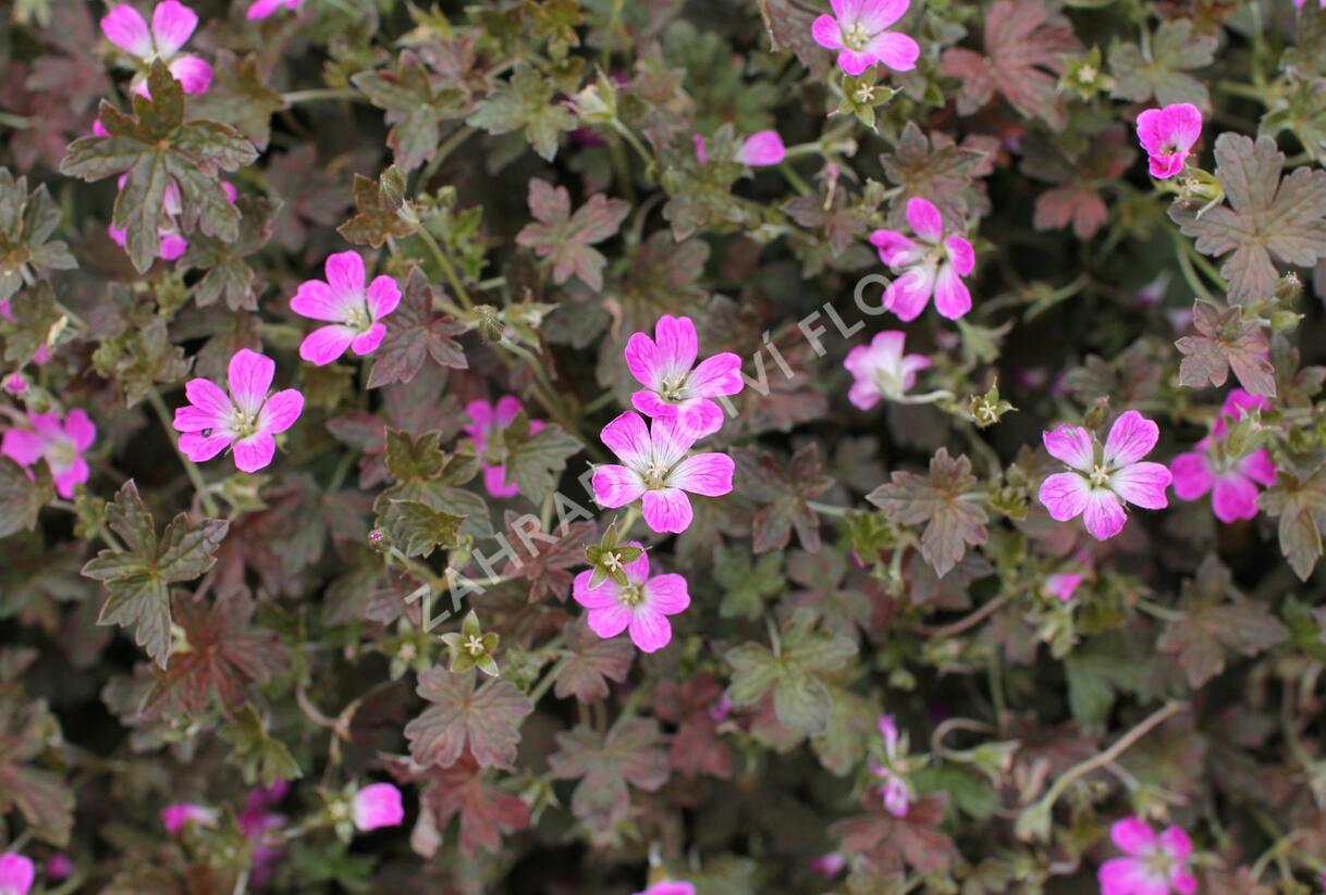 Kakost 'Orkney Cherry' - Geranium × oxonianum 'Orkney Cherry'