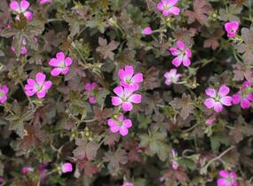 Kakost 'Orkney Cherry' - Geranium × oxonianum 'Orkney Cherry'