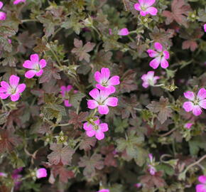 Kakost 'Orkney Cherry' - Geranium 'Orkney Cherry'