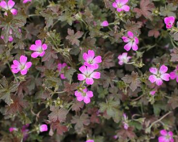 Kakost 'Orkney Cherry'