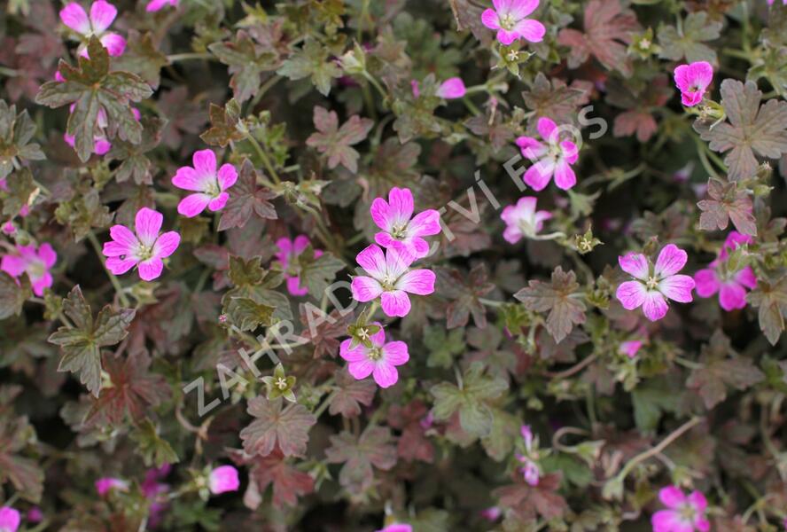 Kakost 'Orkney Cherry' - Geranium × oxonianum 'Orkney Cherry'