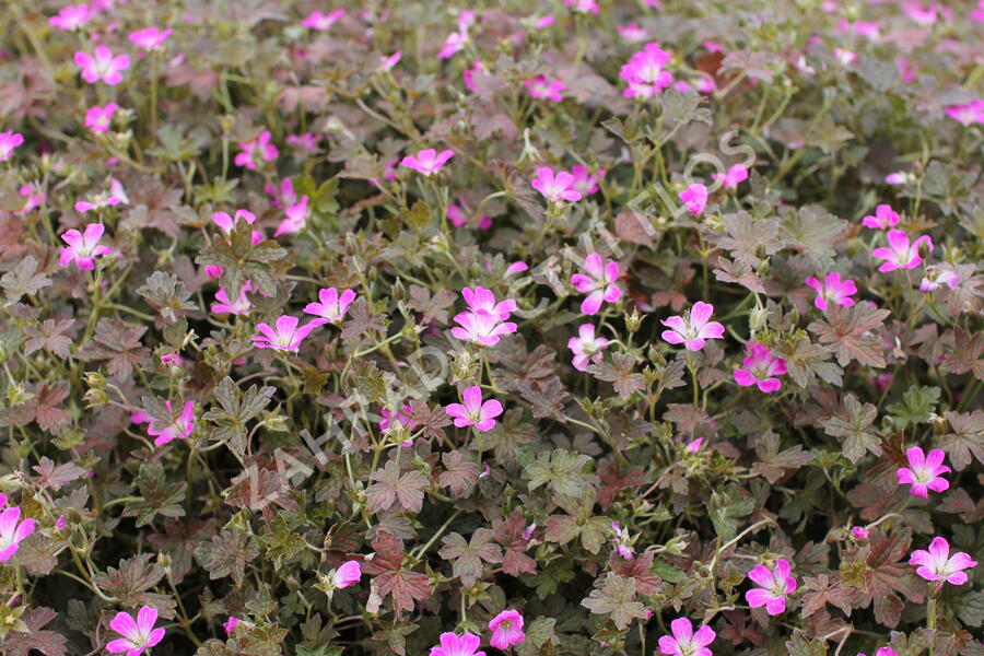 Kakost 'Orkney Cherry' - Geranium 'Orkney Cherry'