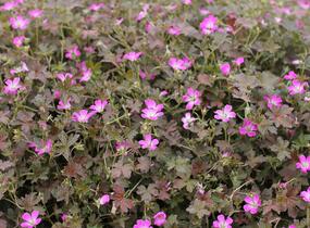 Kakost 'Orkney Cherry' - Geranium × oxonianum 'Orkney Cherry'