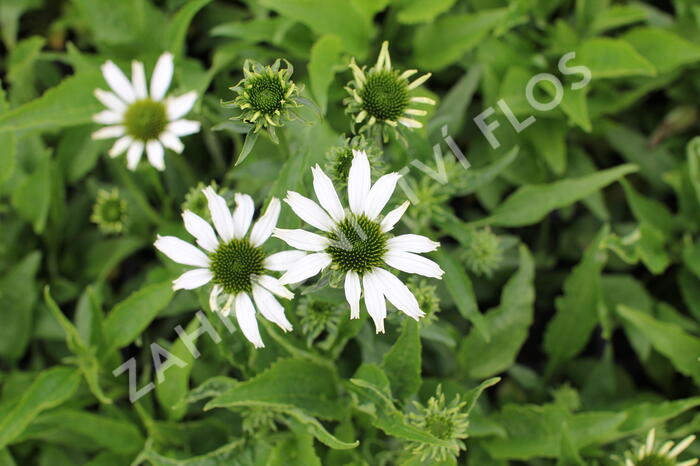 Třapatkovka nachová 'Papallo Classic White' - Echinacea purpurea 'Papallo Classic White'