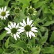 Třapatkovka nachová 'Papallo Classic White' - Echinacea purpurea 'Papallo Classic White'
