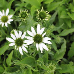 Třapatkovka nachová 'Papallo Classic White' - Echinacea purpurea 'Papallo Classic White'