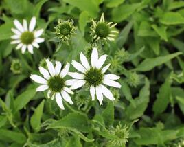 Třapatkovka nachová 'Papallo Classic White'