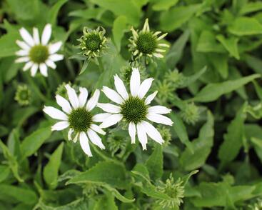 Třapatkovka nachová 'Papallo Classic White'