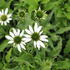 Echinacea purpurea 'Papallo Classic White'.JPG
