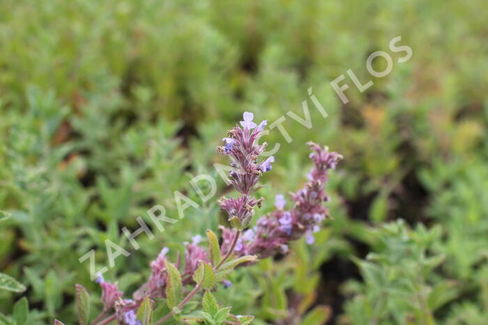 Šanta velkokvětá 'Veluw's Blauwtje' - Nepeta grandiflora 'Veluw's Blauwtje'