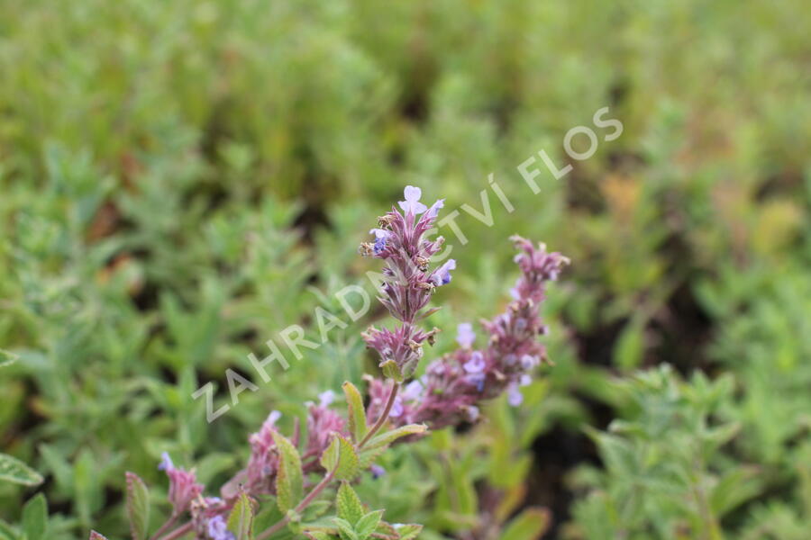 Šanta velkokvětá 'Veluw's Blauwtje' - Nepeta grandiflora 'Veluw's Blauwtje'