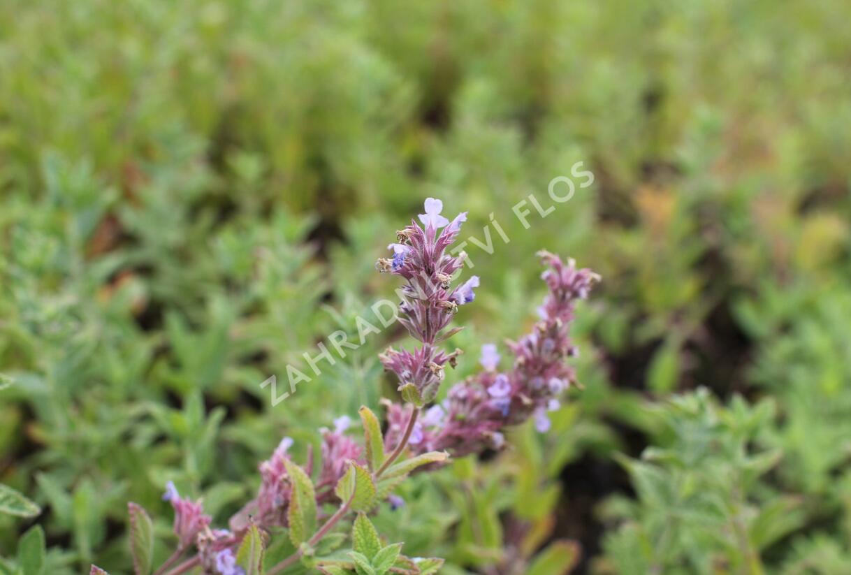 Šanta velkokvětá 'Veluw's Blauwtje' - Nepeta grandiflora 'Veluw's Blauwtje'
