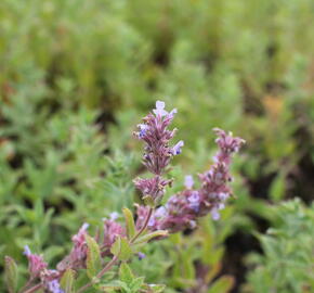 Šanta 'Veluw's Blauwtje' - Nepeta grandiflora 'Veluw's Blauwtje'