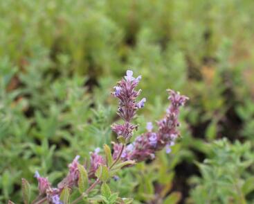 Šanta velkokvětá 'Veluw's Blauwtje'