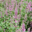 Agastache 'Sunny Sparks Pink' - Agastache aurantiaca 'Sunny Sparks Pink'