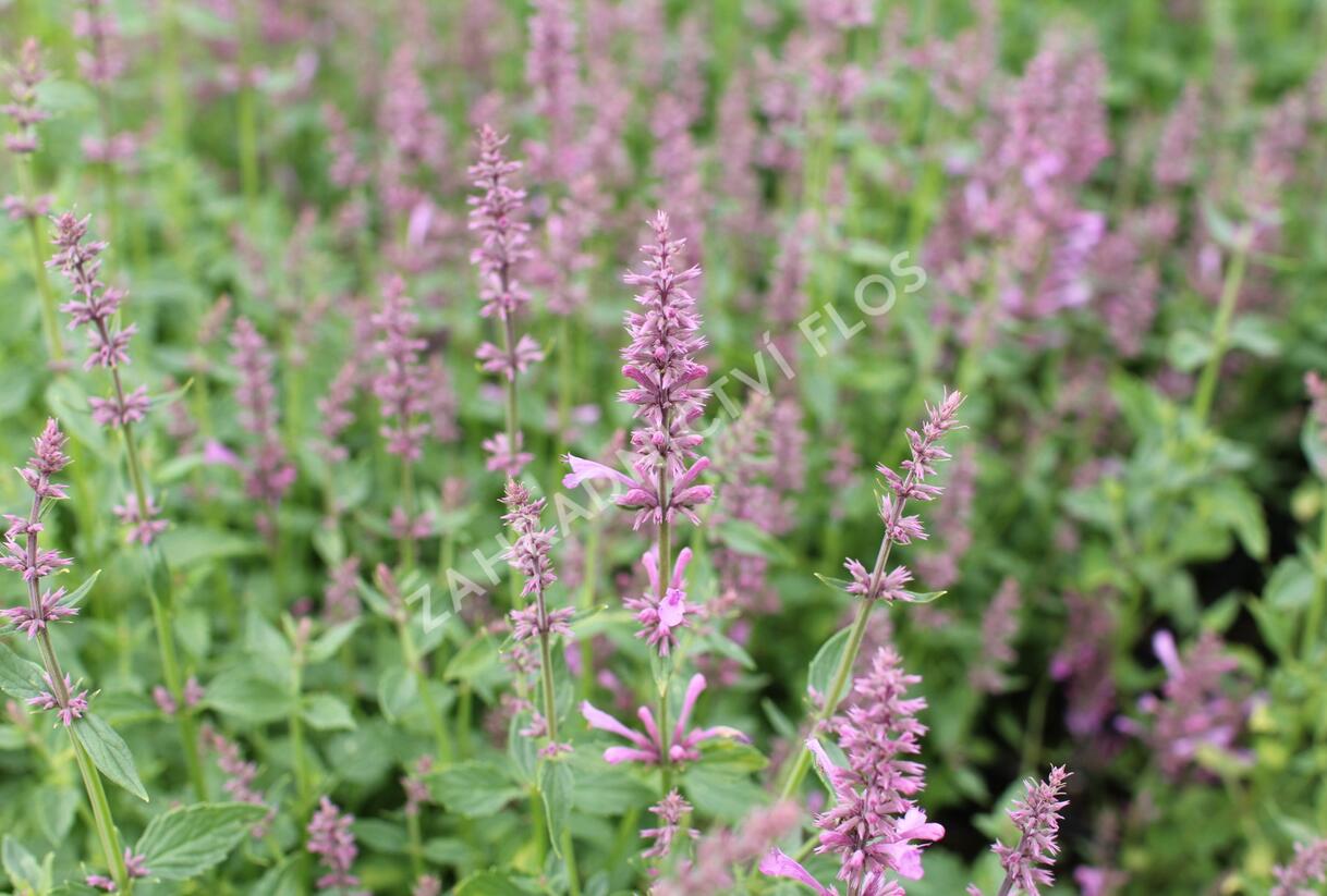Agastache 'Sunny Sparks Pink' - Agastache aurantiaca 'Sunny Sparks Pink'