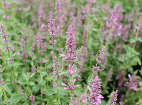 Agastache 'Sunny Sparks Pink' - Agastache aurantiaca 'Sunny Sparks Pink'