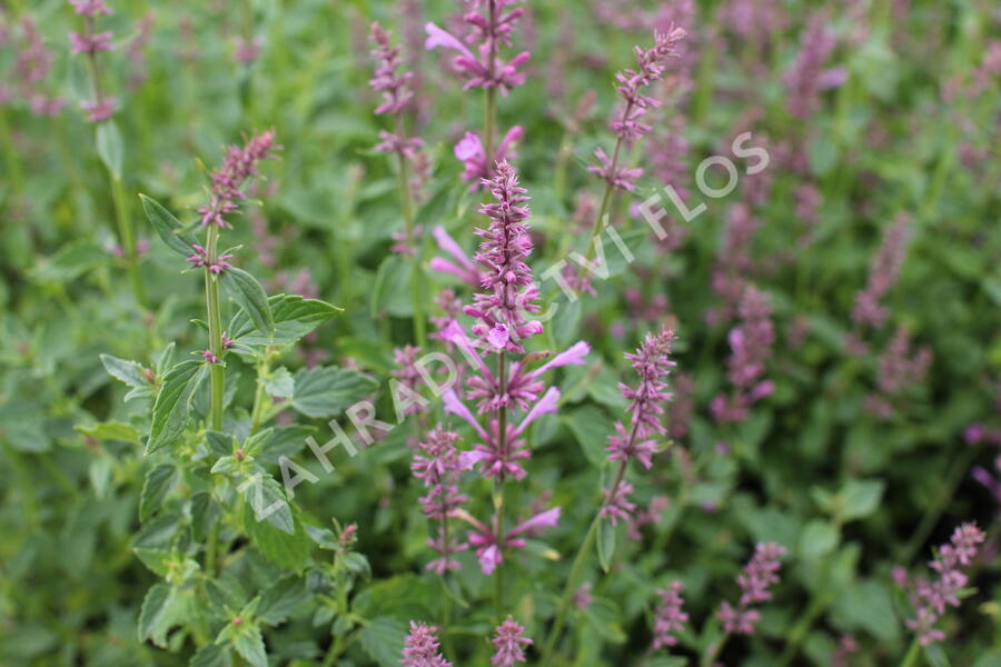 Agastache 'Sunny Sparks Pink' - Agastache aurantiaca 'Sunny Sparks Pink'