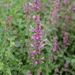 Agastache 'Sunny Sparks Pink' - Agastache aurantiaca 'Sunny Sparks Pink'