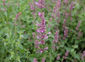 Agastache 'Sunny Sparks Pink' - Agastache aurantiaca 'Sunny Sparks Pink'