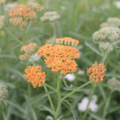 Řebříček obecný 'Terracotta' - Achillea millefolium 'Terracotta'