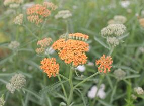 Řebříček obecný 'Terracotta' - Achillea millefolium 'Terracotta'