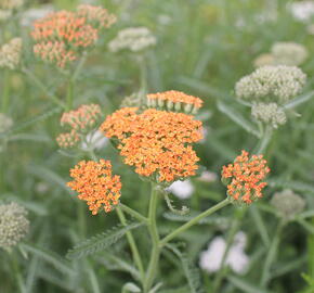 Řebříček obecný 'Terracotta' - Achillea millefolium 'Terracotta'
