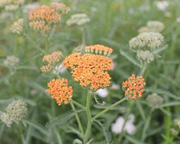 Řebříček obecný 'Terracotta'