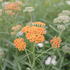 Achillea millefolium 'Terracotta'.JPG