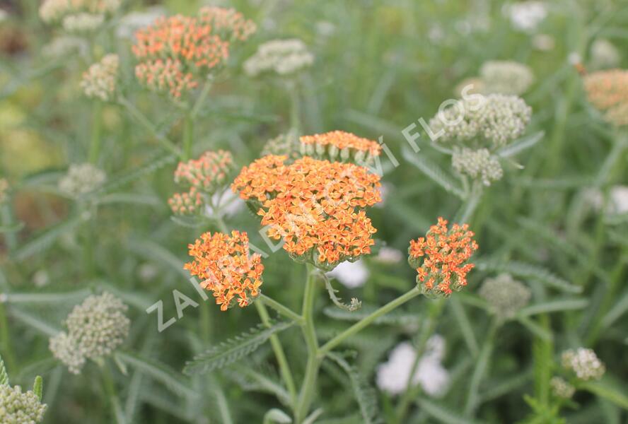 Řebříček obecný 'Terracotta' - Achillea millefolium 'Terracotta'