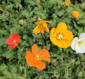 Mák lysý 'Panama mix' - Papaver nudicaule 'Panama mix'