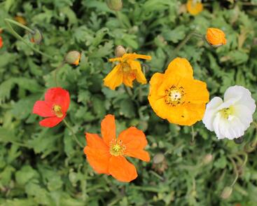 Mák lysý 'Panama mix'