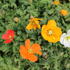 Papaver nudicaule 'Panama mix'.JPG