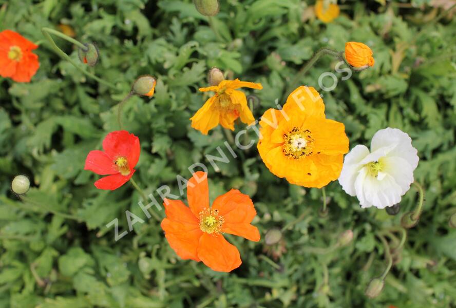 Mák lysý 'Panama mix' - Papaver nudicaule 'Panama mix'