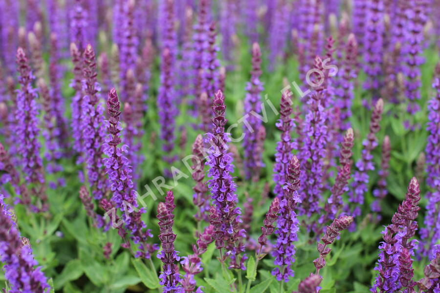 Šalvěj hajní 'Ostfriesland' - Salvia nemorosa 'Ostfriesland'