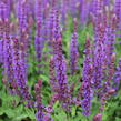 Šalvěj hajní 'Ostfriesland' - Salvia nemorosa 'Ostfriesland'