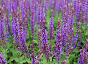 Šalvěj hajní 'Ostfriesland' - Salvia nemorosa 'Ostfriesland'