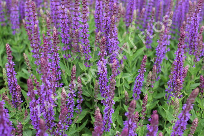 Šalvěj hajní 'Ostfriesland' - Salvia nemorosa 'Ostfriesland'