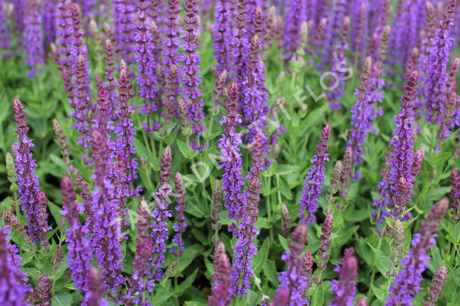 Šalvěj hajní 'Ostfriesland' - Salvia nemorosa 'Ostfriesland'
