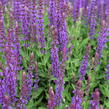 Šalvěj hajní 'Ostfriesland' - Salvia nemorosa 'Ostfriesland'