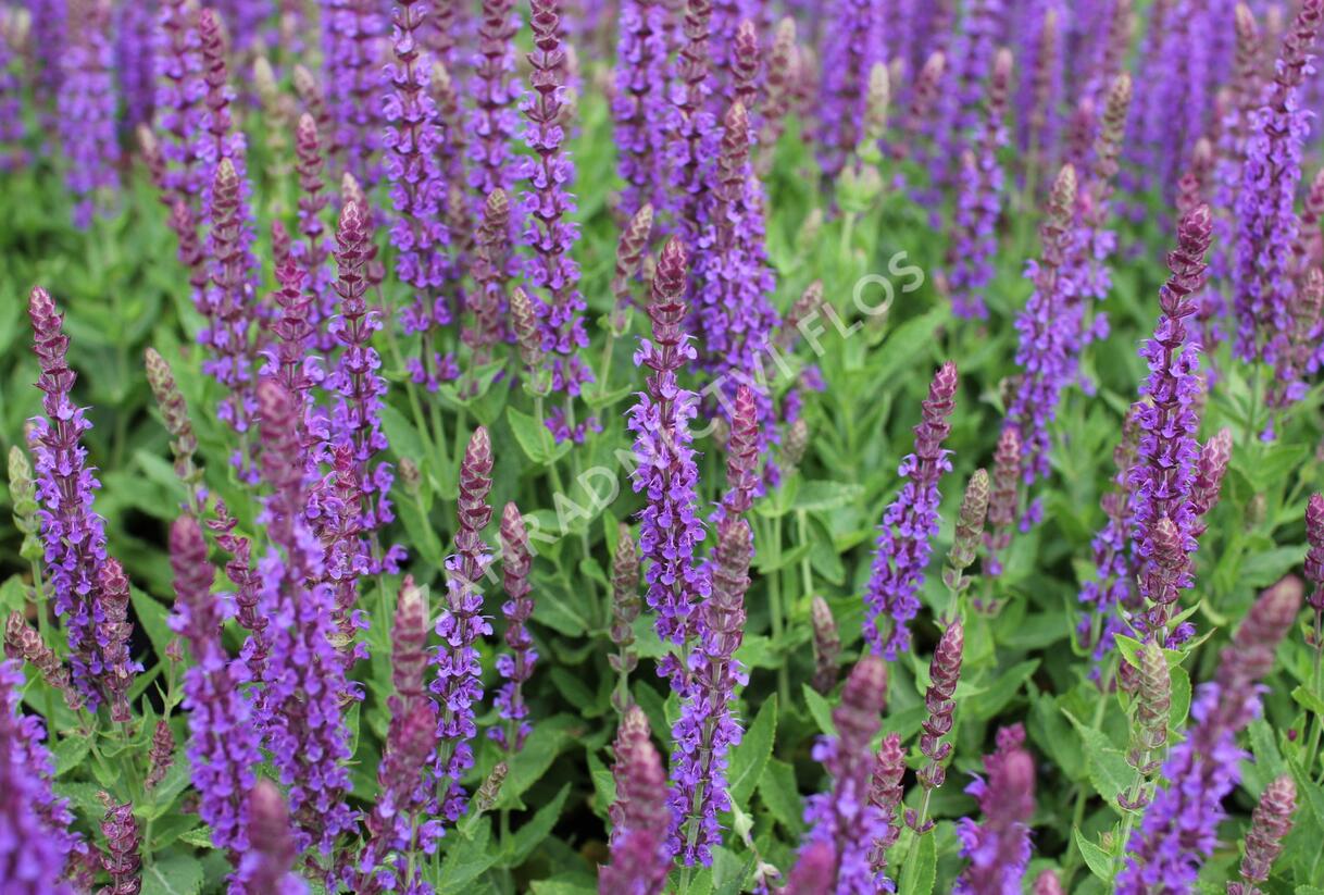 Šalvěj hajní 'Ostfriesland' - Salvia nemorosa 'Ostfriesland'
